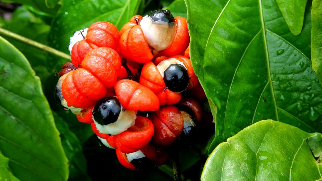 guarana haziak Oculear-en